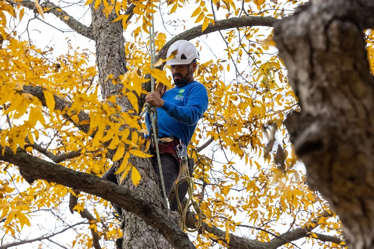 Skilled Tree Trimming crew working in Cimarron